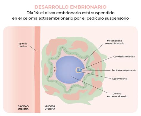 Arriba Imagen Primera Y Segunda Semana Del Desarrollo Embrionario