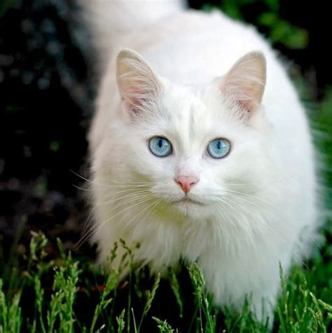 White Fluffy Cat With Blue Eyes Cat Meme Stock Pictures And Photos