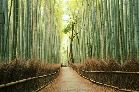 Kyotos Bamboo Forest The Complete Guide