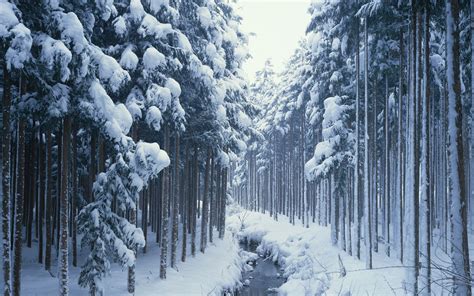 Road Snow Frozen River Trees Winter Wallpapers Hd Desktop And