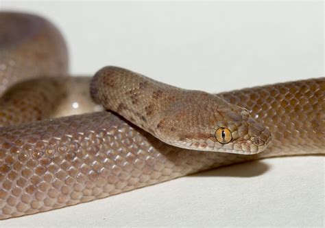 Anthill Python Antaresia Perthensis Reptile Forums
