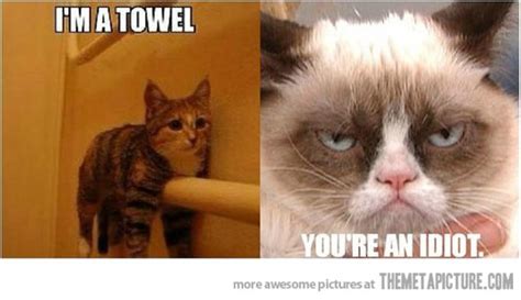 Phu Cats Blog 10 Hilarious Grumpy Cat Pics