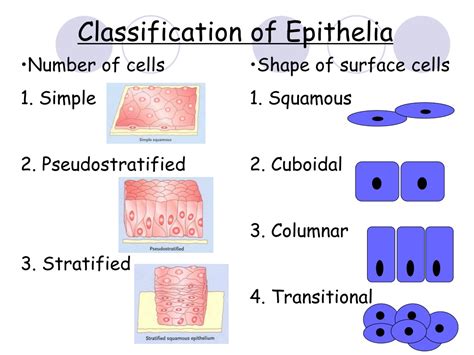 Ppt Histology Lab 1 Introduction And Epithelium Powerpoint