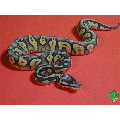Spark Super Pastel Ball Python Baby Strictly Reptiles Inc