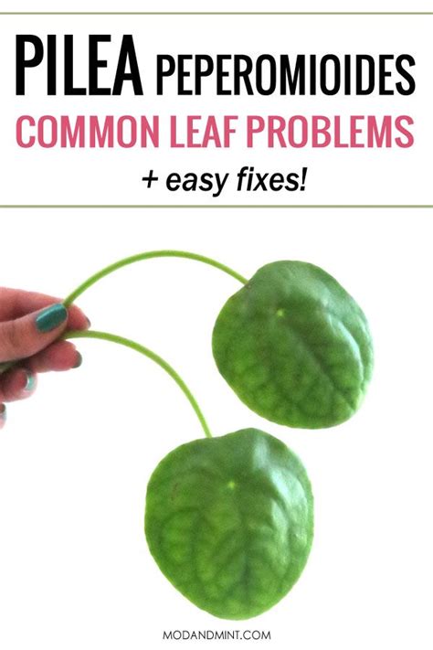 How to revive dead money plant. Pilea peperomioides Plant Care Problems - and how to fix them! | Pilea peperomioides, Plant care ...