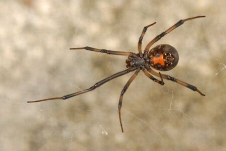 Who is responsible for pest control, the landlord or the tenant. Talk to a Cypress Creek representative to learn about pest ...