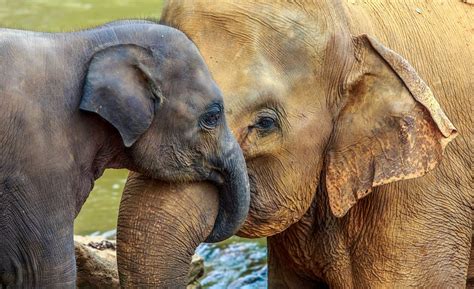 Elefantes Guía De Especies Información Básica Fotos Y Dibujos