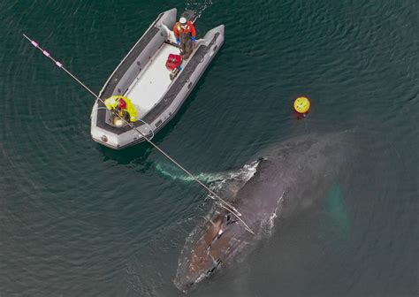 Anchorage Ktuu A Humpback Whale Was Reported As Entangled In Ocean Debris In Unalaska Bay