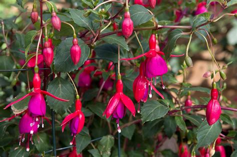 How To Pinch Out Fuchsias Fuchsia Plant House Plants Indoor Plants