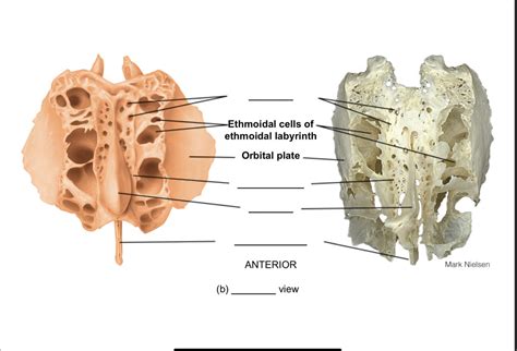 Ethmoid Bone Of Superior View Diagram Quizlet