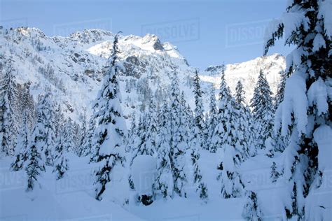 Wa Mt Baker Snoqualmie National Forest Alpental Valley Snow Covered