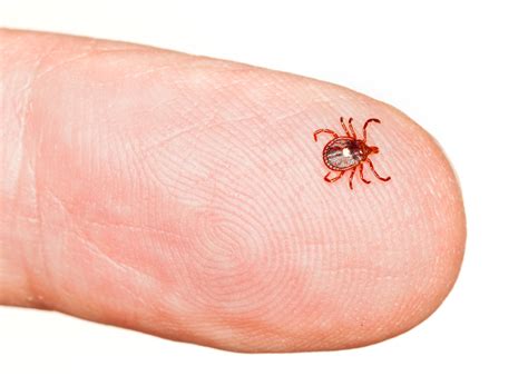 The Dangers And Symptoms Of Tick Borne Diseases Vulcan Termite And Pest