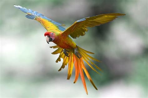 Premium Photo Macaw Bird Ara Macao In Flight