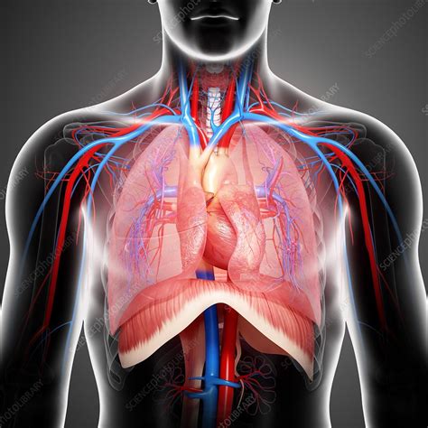 Chest Anatomy Artwork Stock Image F0061409 Science Photo Library