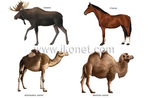Animal Kingdom Ungulate Mammals Examples Of Ungulate Mammals Image