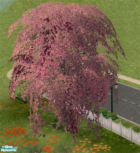 Check spelling or type a new query. sissywoods' Cherry Blossom Tree