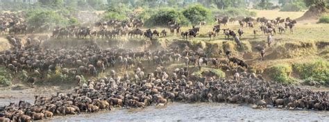 The Great Serengeti Wildebeest Migration Adventure And Beyond