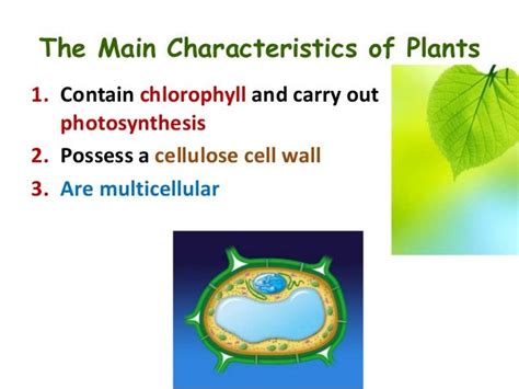 Plant cell that carry photosynthesis. The Main Characteristics of Plants1. Contain chlorophyll ...