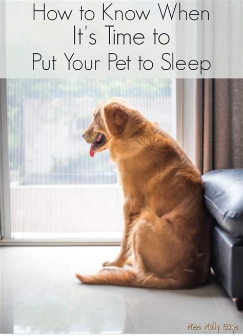 How To Know When Its Time To Put Your Pet To Sleep Miss Molly Says