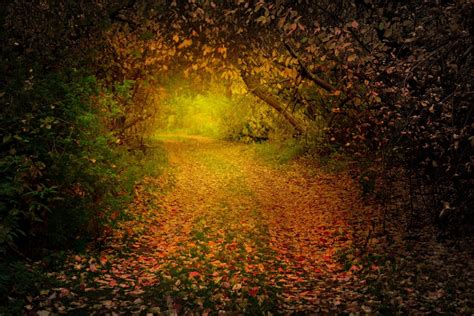 Path In Misty Autumn Forest Hd Wallpaper Background Image 1920x1281