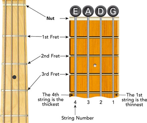 It's especially useful for bass players that have been. Free Beginner Bass Lesson 1 - Learn To Play Music Blog