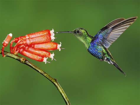 Beautiful Hummingbird Bird Desktop Backgrounds