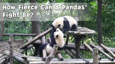 How Fierce Can A Pandas Fight Be Ipanda Youtube