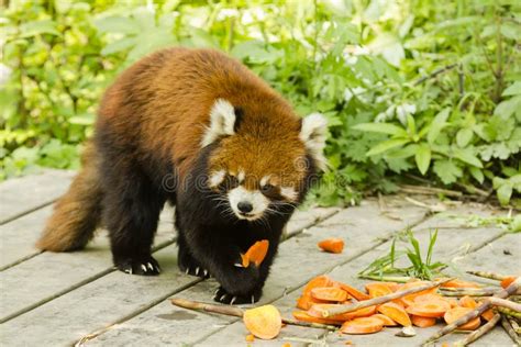 Lesser Panda Holding And Eating Food Stock Image Image Of