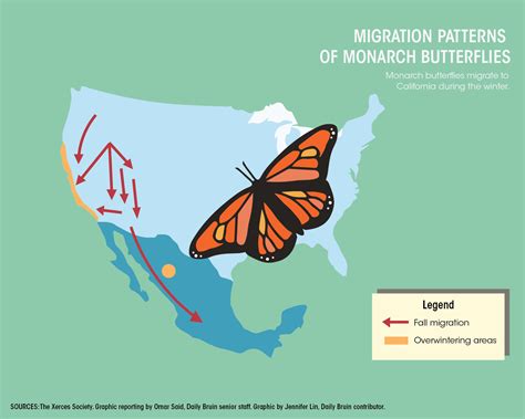 Monarch Butterfly Population Suffers Major Decline Seasonal Count