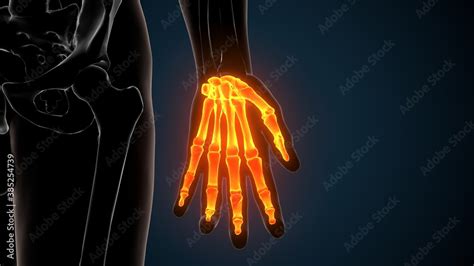 3d Render Of Human Skeleton Hand Bone Anatomy Ilustração Do Stock
