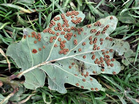 Oak Leaf Fungus Incredible Infestation They Look Like Sug Flickr