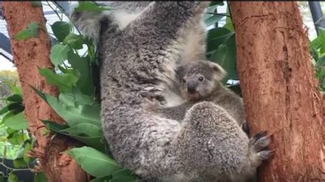 Watch Baby Koala Comes Out Of Moms Pouch For First Time Makes Public