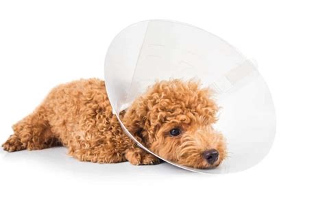 Your dog requires and deserves proper care and observation over the next few days to facilitate the recovery process. Care for your dog after neutering: Limit movement, use an ...