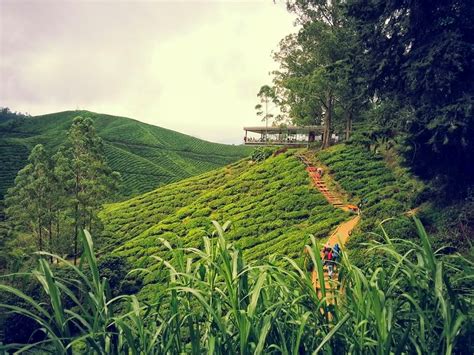 Boh tea centre sungai palas is 5.5 miles from cameron highlands resort. BOH Tea Plantation@Sungai Palas , Cameron Highland