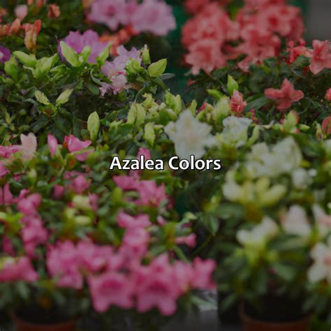 What Color Is Azalea Colorscombo