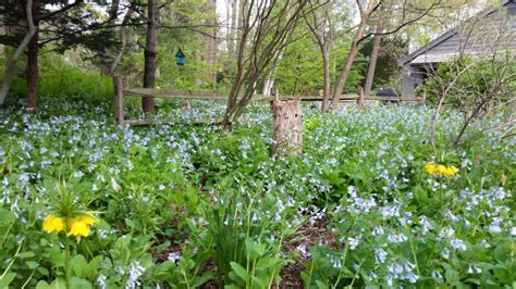 Bluebells A Naturalizing Beauty For Any Woodland Or Shade Garden