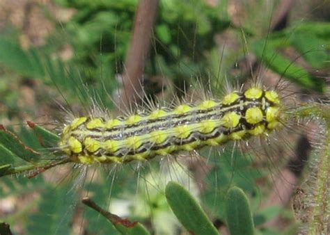 Norape Tenera Mesquite Stinger Moth Hodges4648 Flickr