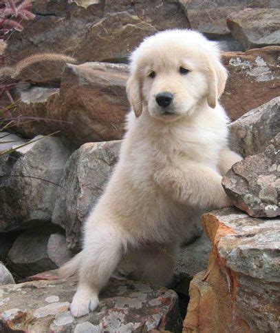 Watch this video of how we personality test our puppies. 1171 best images about Golden Retriever Pups & Breeders on Pinterest | English, The golden and ...