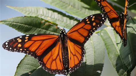Hundreds of monarch butterflies rest along Lake Erie's shoreline