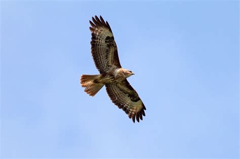 Bekijk meer ideeën over buizerd, roofvogels, vogels. Buizerd in de aanval | Natuurpunt