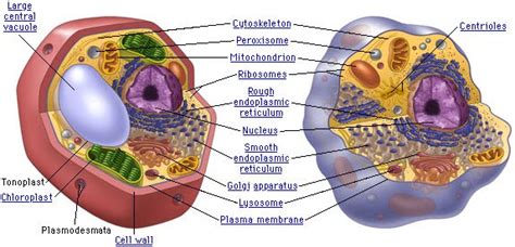 What makes animal cells and plant cells different. Cells of Living beings: Differences between animal and ...