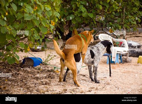 Zwei Hunde Ficken Kopulierenden Paarung Hündin Hundestrand