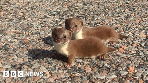 Wee Posers Baby Weasels Photographed Near Achiltibuie Bbc News
