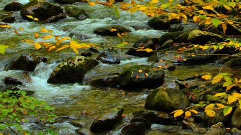 River Water Steram On Algae Covered Stones Green Yellow Leaves Plant