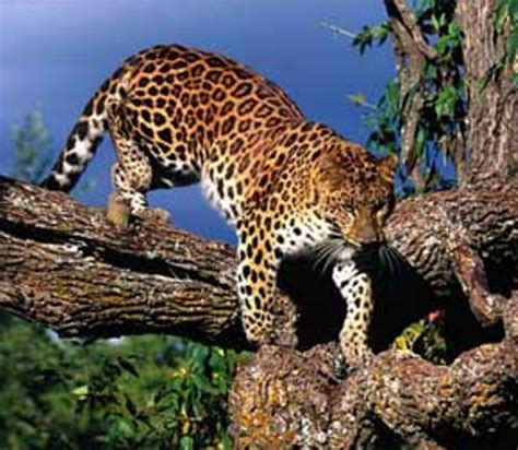 Animals Plants Rainforest Amur Leopard Facts Habitat Conservation
