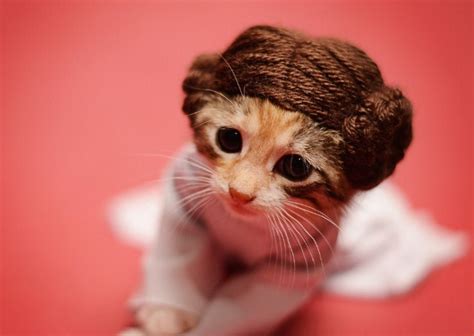 Will Dressing A Cat In A Princess Leia Costume Help Get It Adopted
