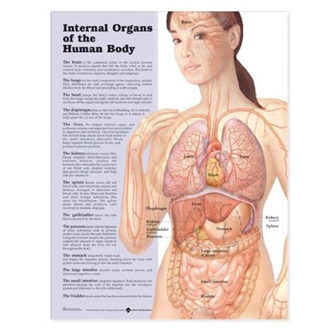 Internal Organs Of The Human Body Anatomical Chart 英文版