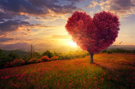 Beautiful Scenery Heart Tree Stock Photo 01 Free Download