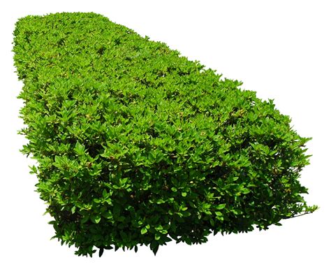 Landscaping Trees Png