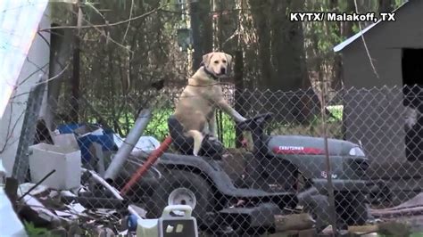 Lawn Mowing Dog Youtube